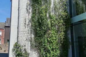 groene gevels