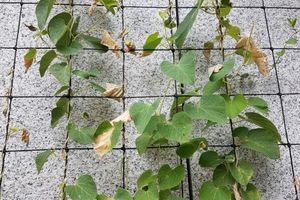 groene gevels