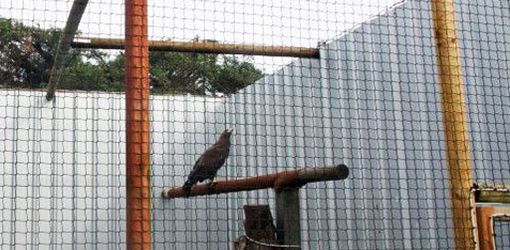 vogelnet of volierenet