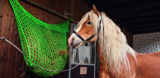 Netten voor paardensport