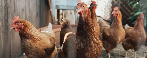 De vogelgriep rukt op: scherm je pluimvee af met netten pluimvee vogelgriep net