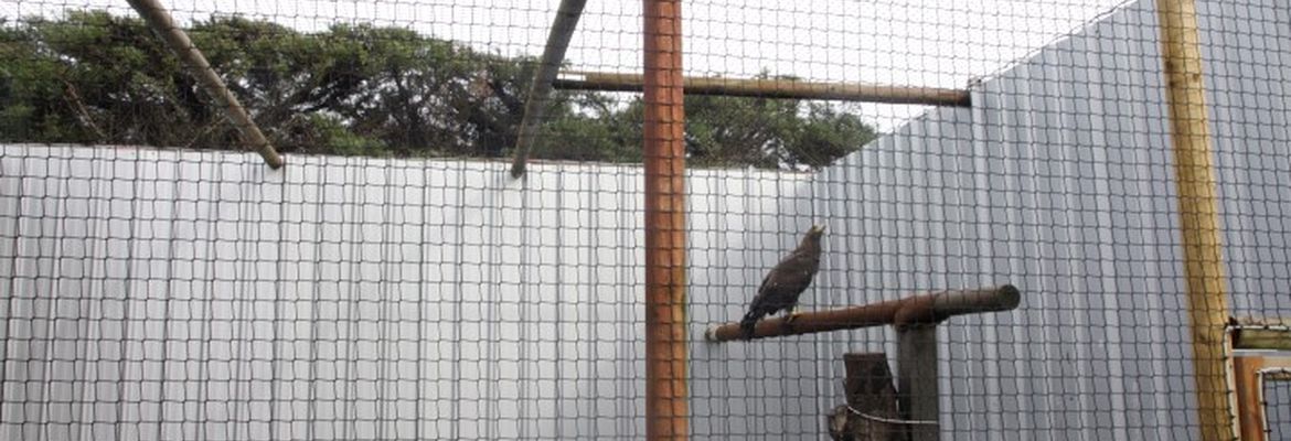 Cage Aigle